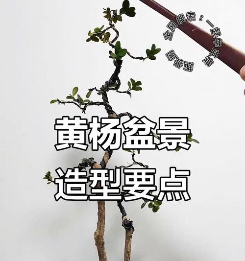 盆景枝干的正确养护方法是什么？