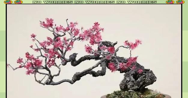 盆景枝干的正确养护方法是什么？