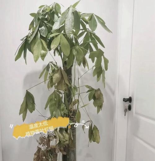 风铃树叶子发黄的可能原因及解决办法是什么？