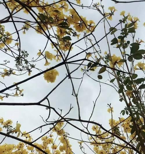 风铃树叶子发黄的可能原因及解决办法是什么？