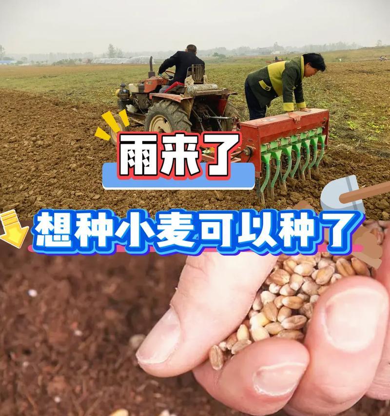 小麦最晚播种时间是什么时候？