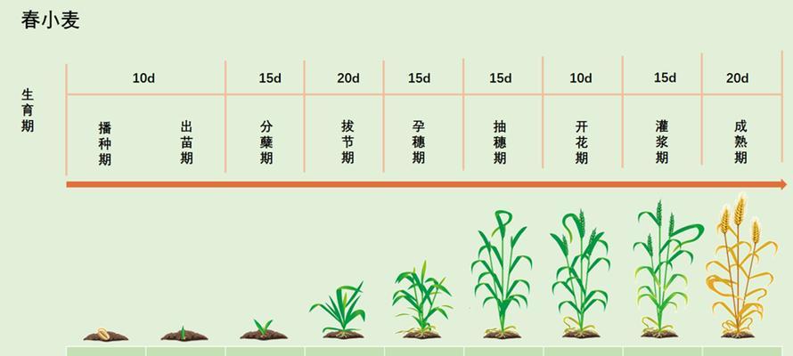 小麦最晚播种时间是什么时候？
