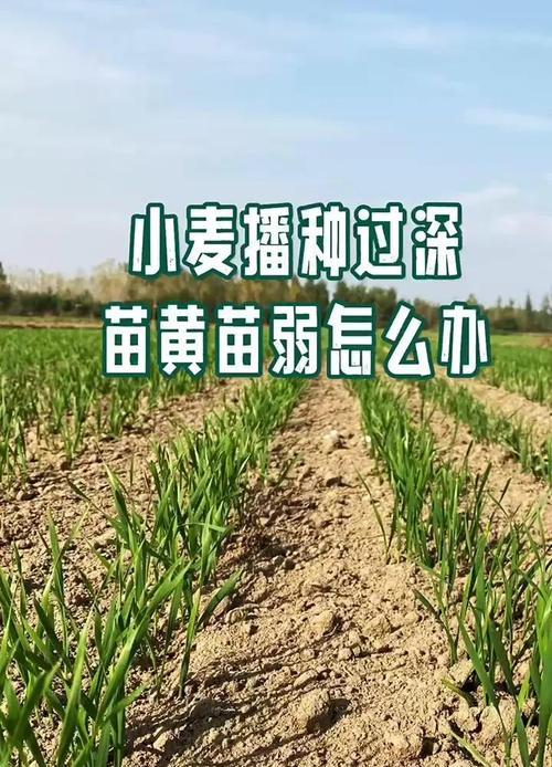 小麦最晚播种时间是什么时候？