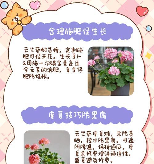 天竺葵茎杆细弱的处理和养护方法？