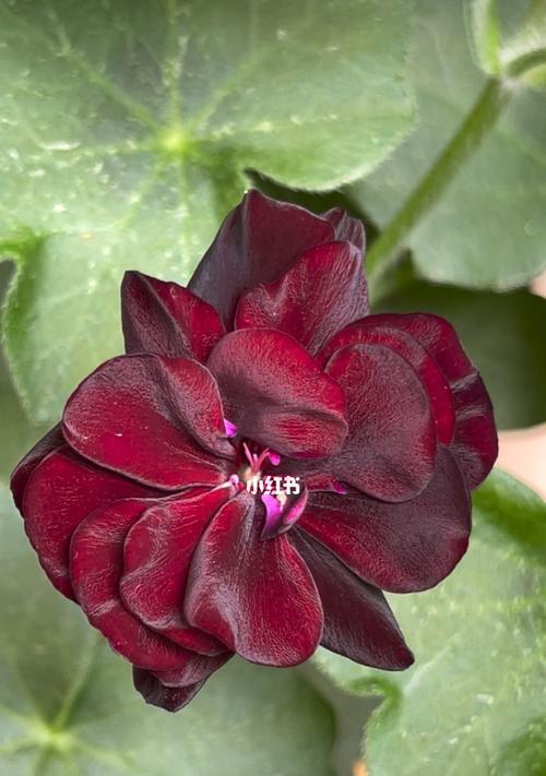 黑玫瑰天竺葵耐热吗？如何在高温下养护？