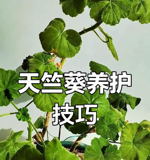 黑玫瑰天竺葵耐热吗？如何在高温下养护？