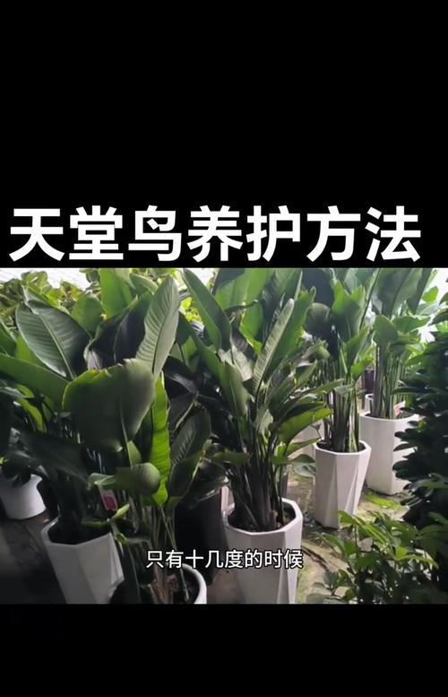 天堂鸟发黄叶子修剪方法是什么？修剪后如何护理？