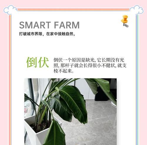 天堂鸟发黄叶子修剪方法是什么？修剪后如何护理？