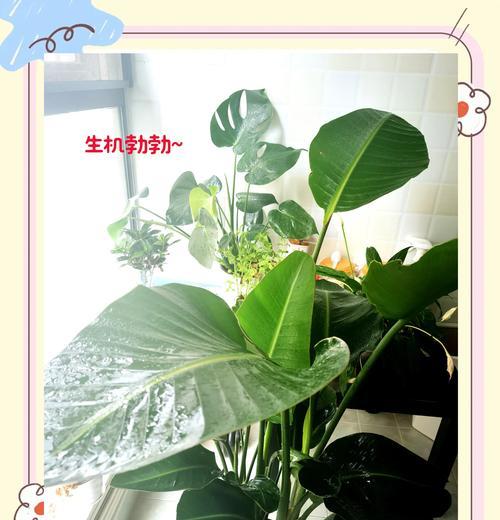 天堂鸟发黄叶子修剪方法是什么？修剪后如何护理？