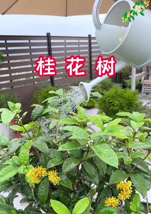 桂花叶子发黄怎么办？如何恢复其绿色？