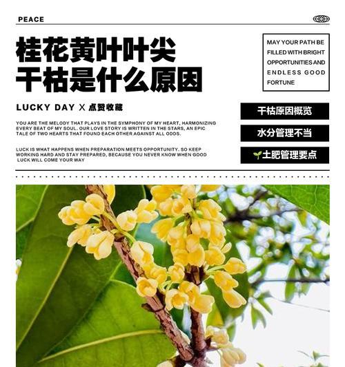 桂花叶子发黄怎么办？如何恢复其绿色？