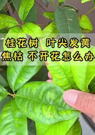 桂花叶子发黄怎么办？如何恢复其绿色？