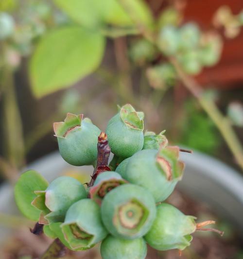 蓝莓盆景生桩怎么种？蓝莓盆景的种植和养护要点是什么？