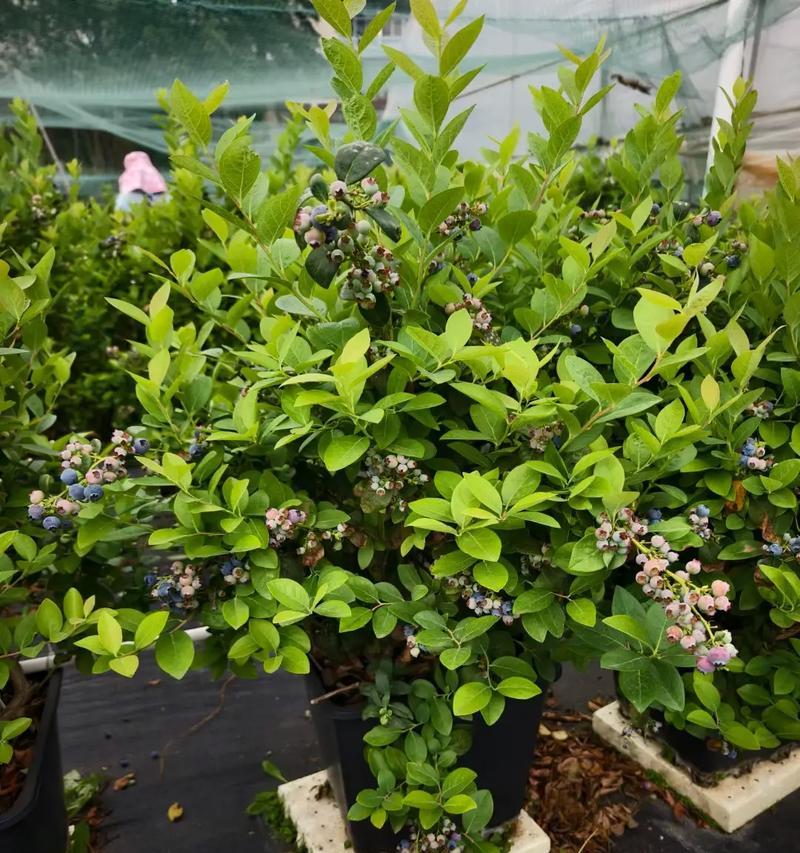 蓝莓盆景生桩怎么种？蓝莓盆景的种植和养护要点是什么？