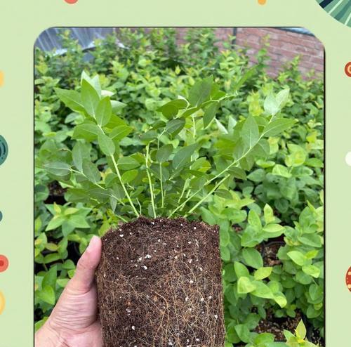 蓝莓盆景生桩怎么种？蓝莓盆景的种植和养护要点是什么？
