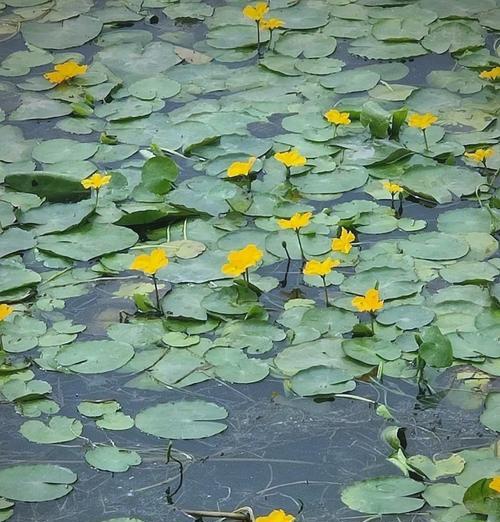 水下水生植物有哪些？它们的分类和特点是什么？