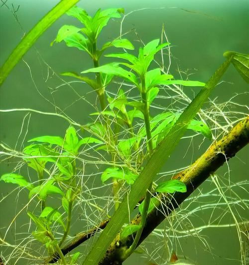 水下水生植物有哪些？它们的分类和特点是什么？