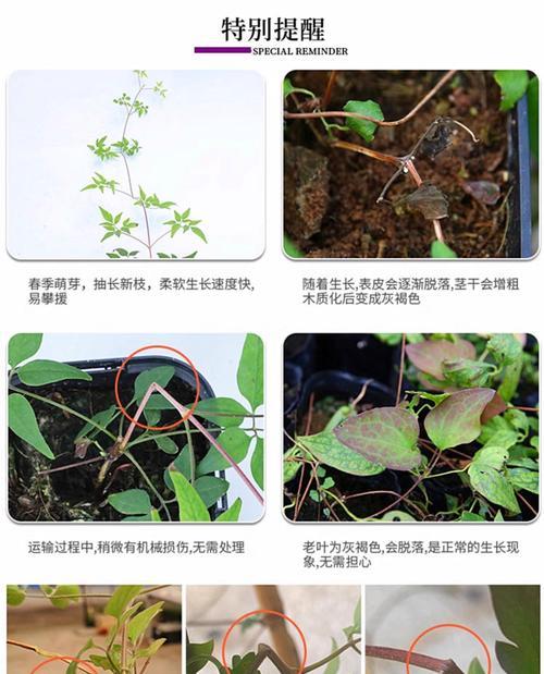 宽皇铁线莲怎么分枝？有效分枝的技巧是什么？