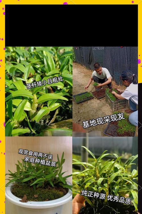 石斛扦插栽培的关键技术是什么？