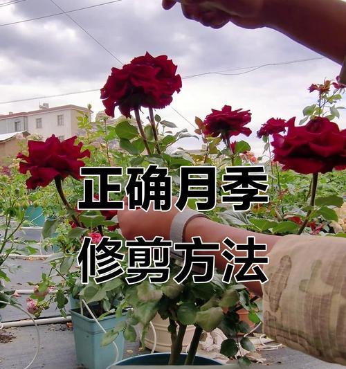 单棵月季怎么栽活的？栽种月季的正确方法是什么？