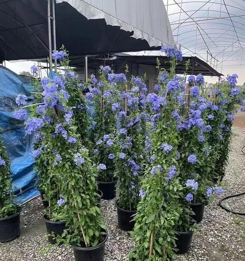 种植铁线莲如何选择合适的花盆？铁线莲花盆选择的要点是什么？