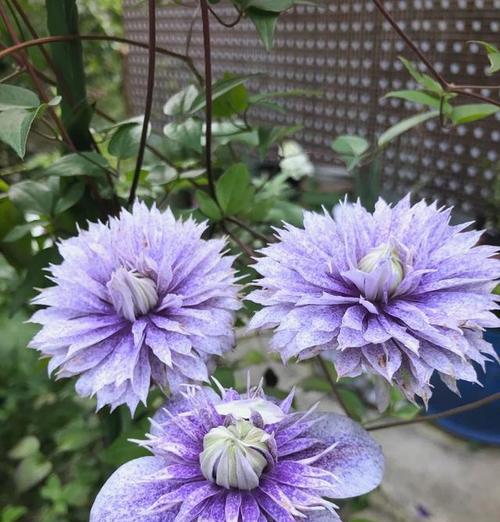 种植铁线莲如何选择合适的花盆？铁线莲花盆选择的要点是什么？