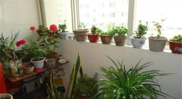 阳台种植花卉的最佳选择是什么？