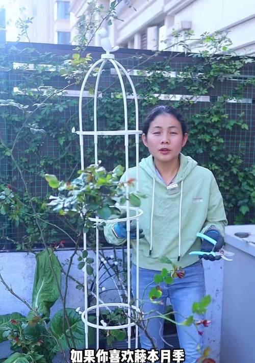藤本月季与铁线莲混种浇水技巧？