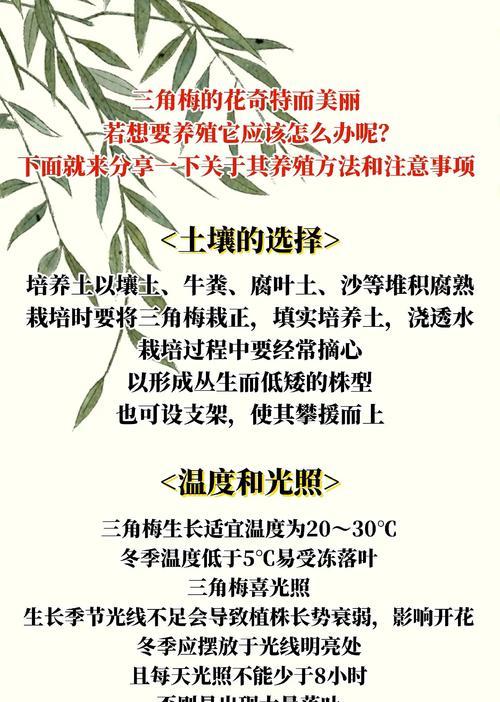 三角梅栽叉子的正确步骤是什么？