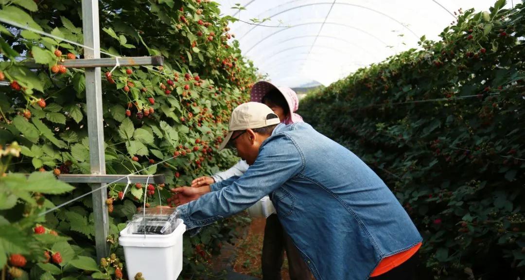 黑莓的栽培技术有哪些种类？黑莓的种植技术有哪些？