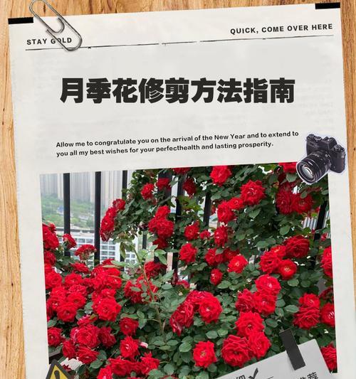 矮杆月季老桩修剪的最佳时机和方法是什么？