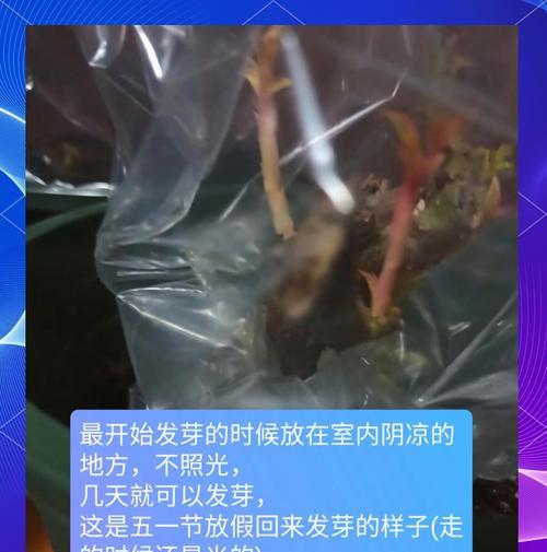 矮杆月季老桩修剪的最佳时机和方法是什么？