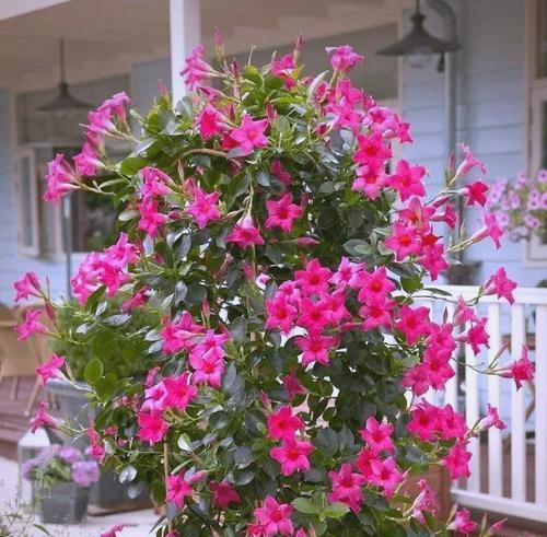 法国阳台适合种植哪些花卉？