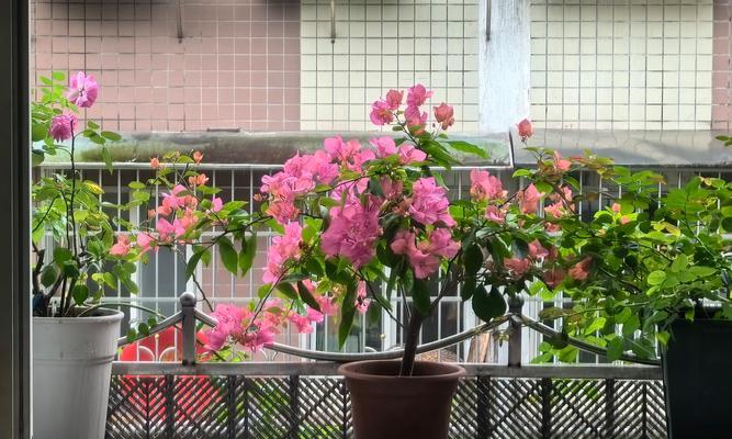 法国阳台适合种植哪些花卉？