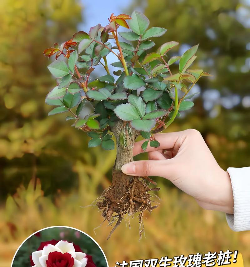 法国阳台适合种植哪些花卉？