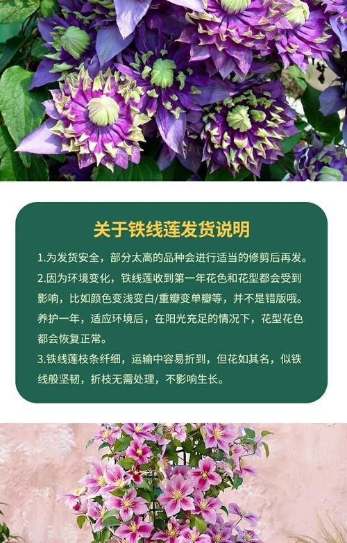 铁线莲新收到后种植步骤是什么？