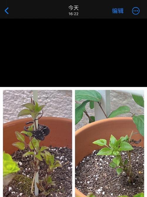 铁线莲新收到后种植步骤是什么？