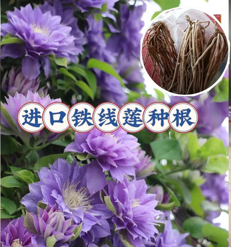 铁线莲新收到后种植步骤是什么？
