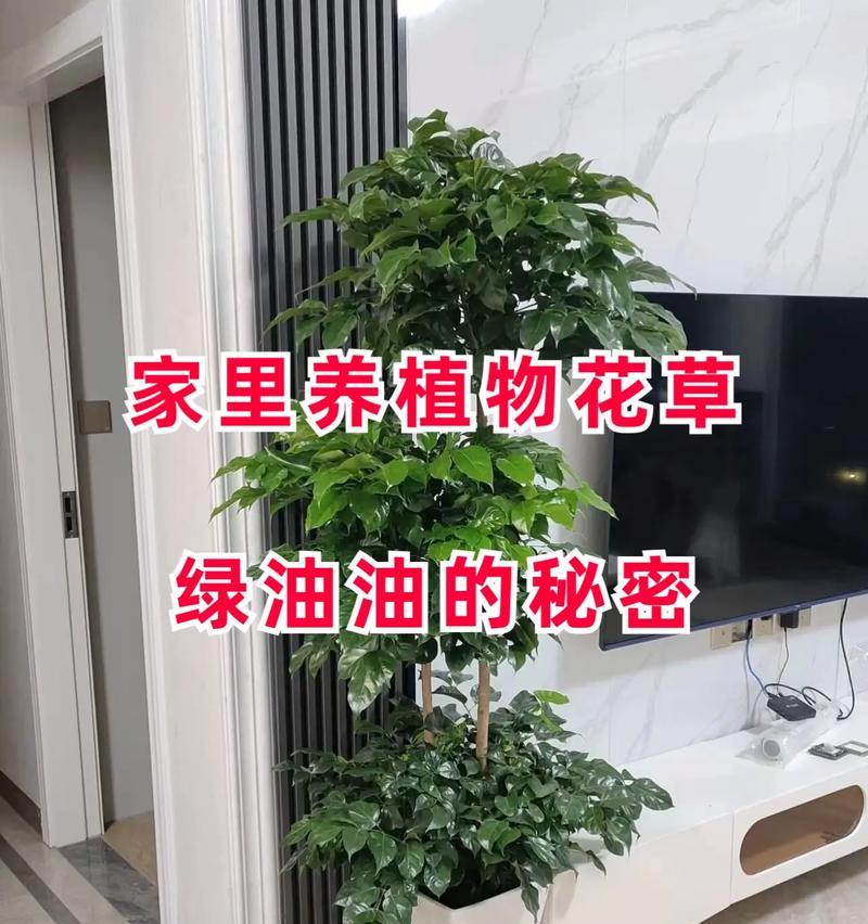 吊兰和君子兰的养护方法有哪些？