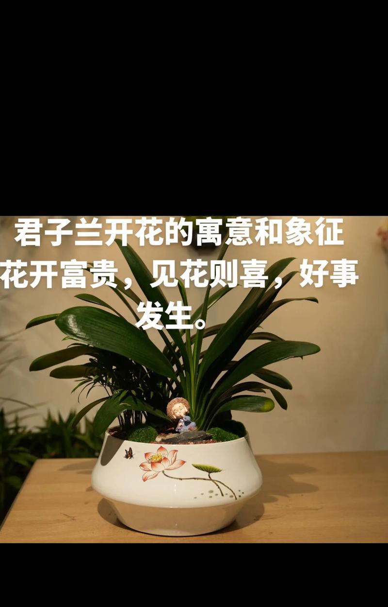 君子兰在南方夏天如何养护？需要注意什么？