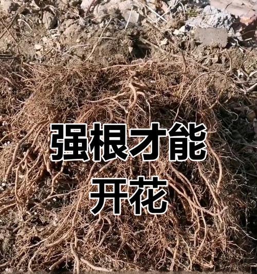 铁线莲大苗不生长？可能是什么原因？