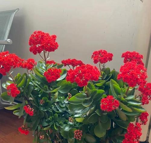 夏天室内阳台适合种植哪些花卉？