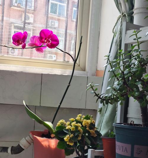 夏天室内阳台适合种植哪些花卉？