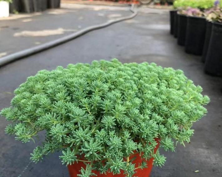 夏天室内阳台适合种植哪些花卉？