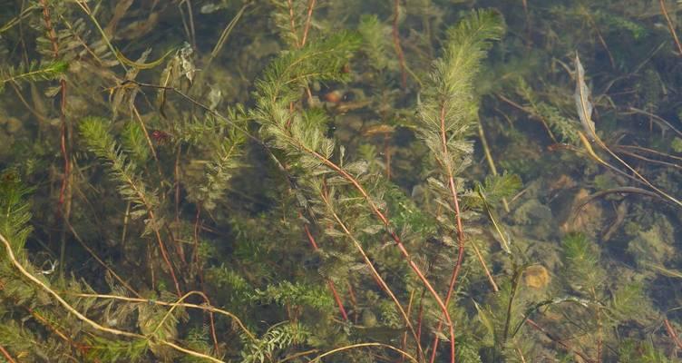 狐尾草水生植物有哪些？狐尾草属于哪种水生植物？