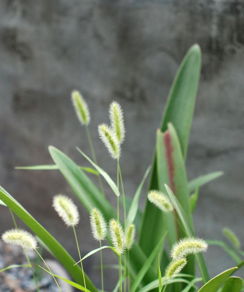 狐尾草水生植物有哪些？狐尾草属于哪种水生植物？