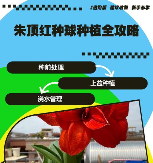 朱顶红球茎膨大期是什么时候？