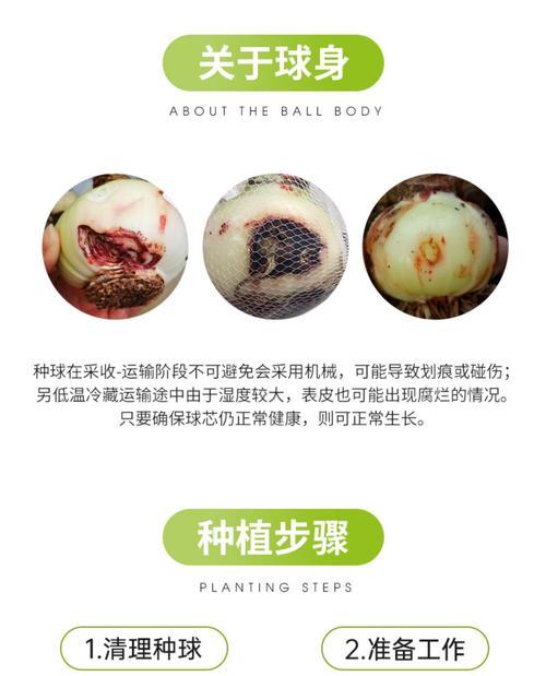 朱顶红球茎膨大期是什么时候？