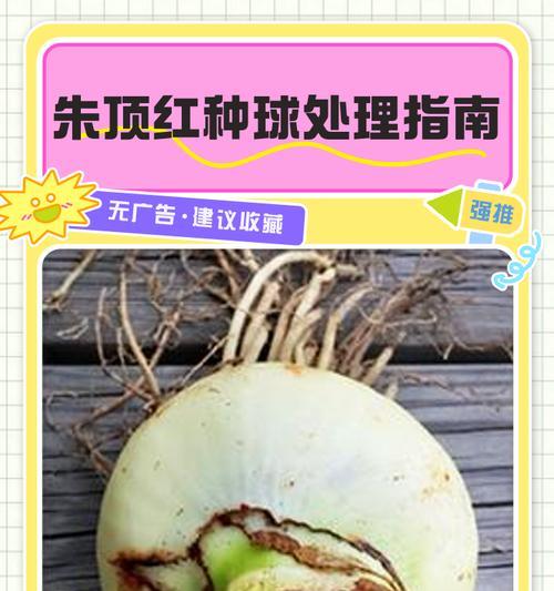 朱顶红球茎膨大期是什么时候？