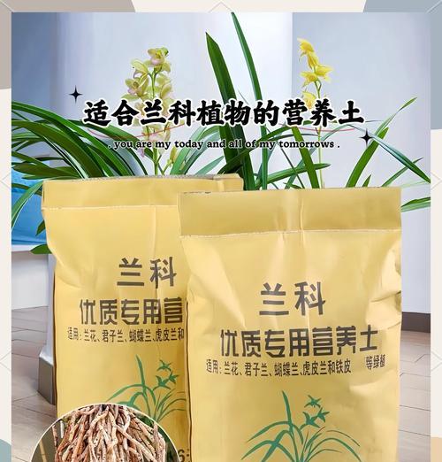 君子兰种植时如何选择合适的土壤？